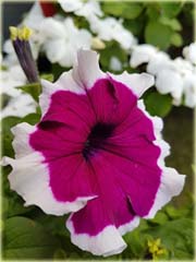 Petunia purpurowa z białym brzegiem
