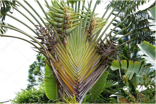 Pielgrzan madagaskarski palma