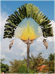 Pielgrzan madagaskarski palma
