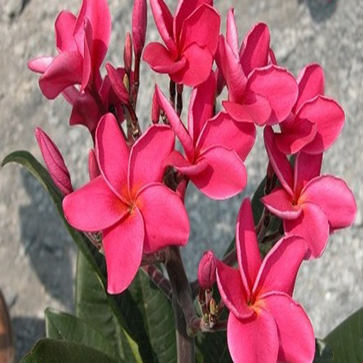 Nasiona Plumeria czerwona, Plumeria Tourn red