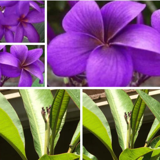 Plumeria fioletowa, Plumeria Tourn violet