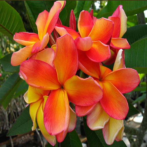 Plumeria pomarańcz, Plumeria Tourn orange