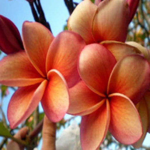 Plumeria pomarańcz, Plumeria Tourn orange