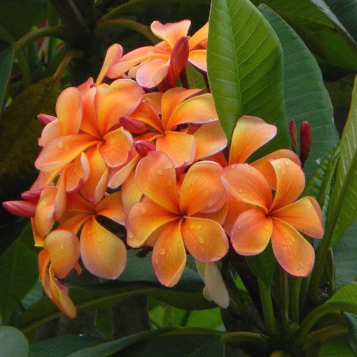 Plumeria pomarańcz, Plumeria Tourn orange