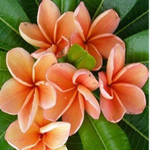 Plumeria pomarańcz, Plumeria Tourn orange