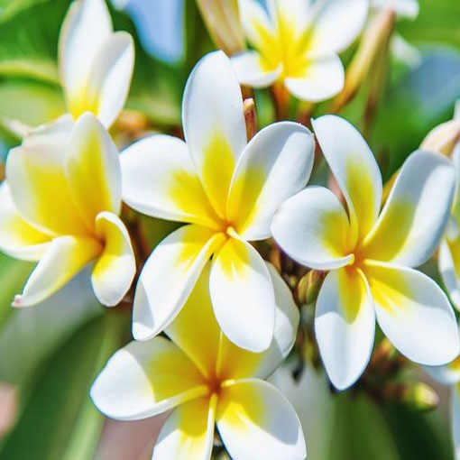 Plumeria żółta, Plumeria Tourn