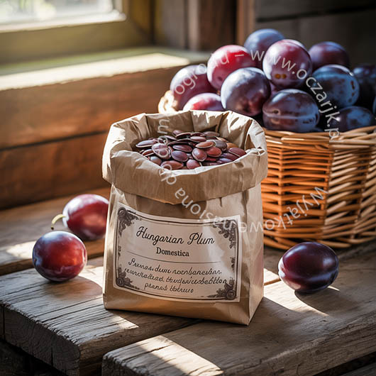 Śliwa węgierka Prunus domestica