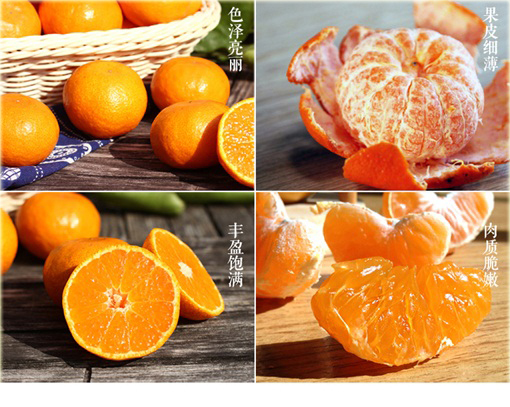 Pomarańcza chińska słodka, cytrus Citrus sinensis