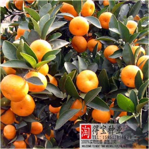 Pomarańcza chińska słodka, cytrus Citrus sinensis
