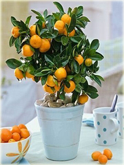 Pomarańcza chińska słodka, cytrus Citrus sinensis
