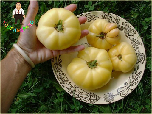 Pomidor biały San Marzano