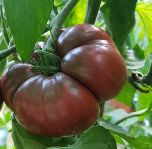 Pomidor Black Krim czarny, Tomato Black Krim, Solanum lycopersicum, Lycopersicon