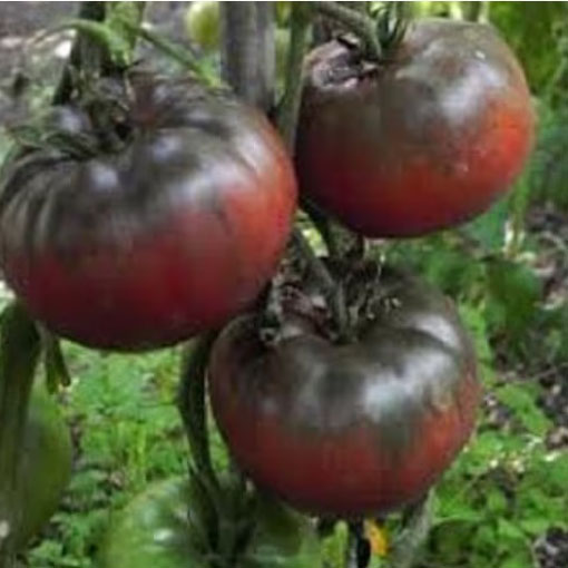 Pomidor Black Krim czarny, Tomato Black Krim, Solanum lycopersicum, Lycopersicon
