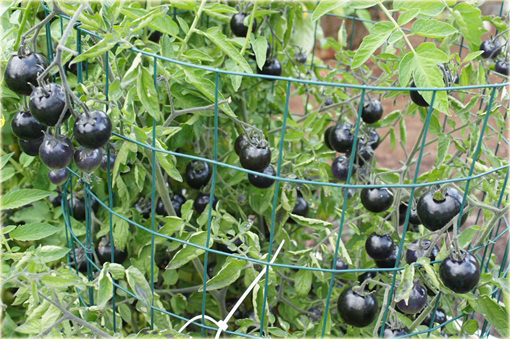 Pomidor czarny gronowy koktajlowy