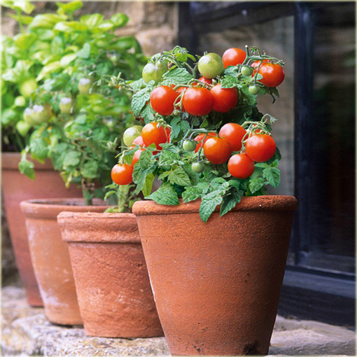 Pomidor domowy, balkonowy czerwony bonsai
