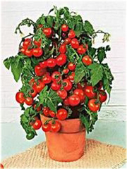 Pomidor domowy, balkonowy czerwony bonsai
