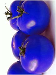 Pomidor doniczkowy mini niebieski