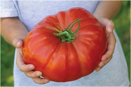 Pomidor olbrzymi Wielki Befsztyk