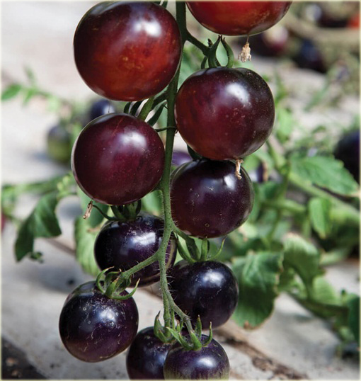 Pomidor purpurowy Cherry