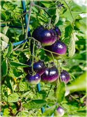 Pomidor purpurowy Cherry