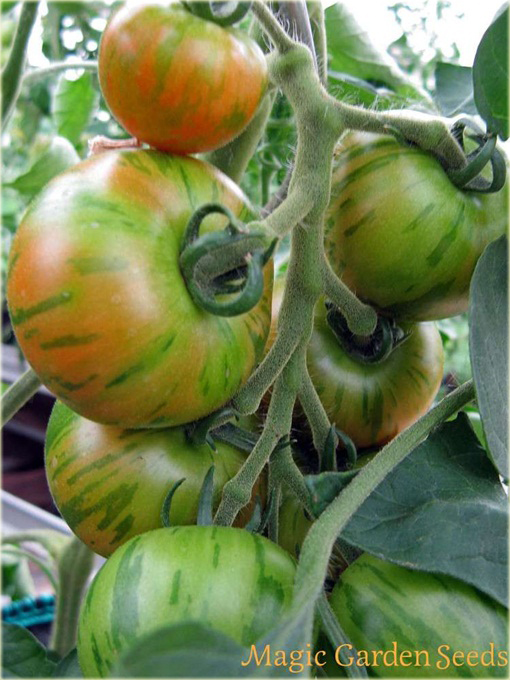 Pomidor Tigerella łaciaty super smaczny nowość!