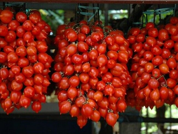 Nasiona Pomidor Piennolo z Wezuwiusza, Piennolo tomato from Vesuvius