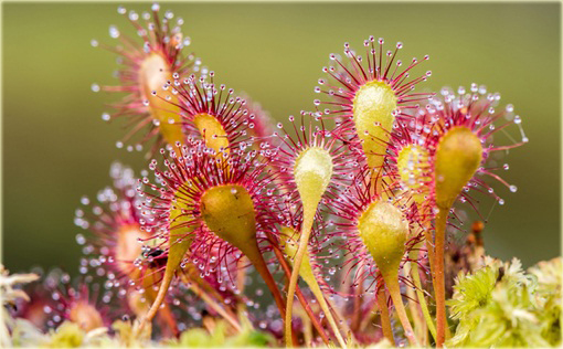Rosiczka mięsożerna