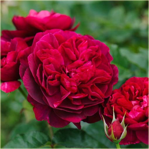 Róża angielska czerwona
