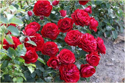 Róża angielska czerwona