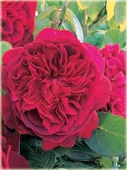 Róża angielska czerwona
