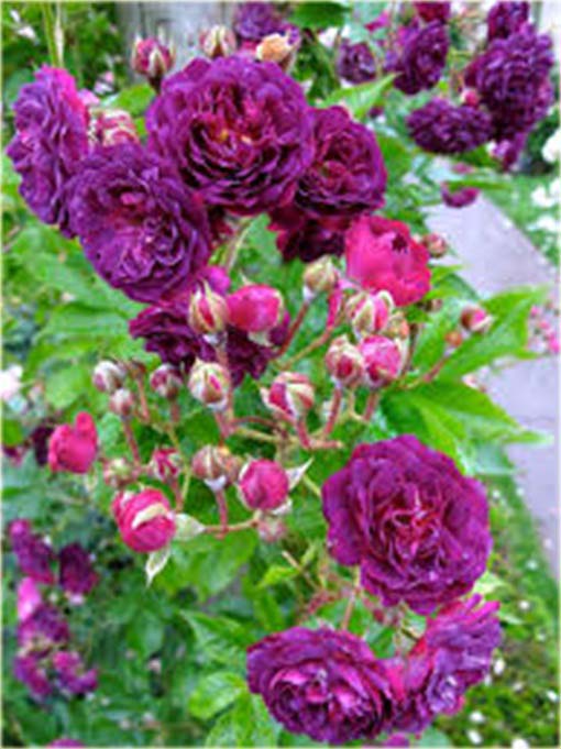 Róża angielska fioletowa