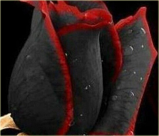 Róża czarna z czerwoną obwódką