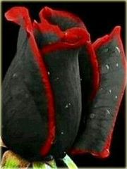 Róża czarna z czerwoną obwódką
