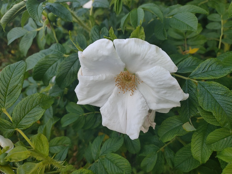 Róża jadalna biała, Rosa rugosa
