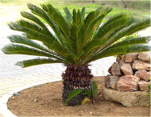 Sagowiec odwinięty palma