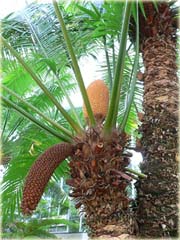 Sagowiec odwinięty palma
