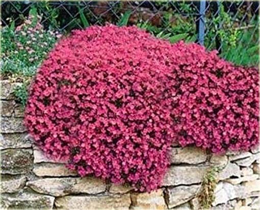 Skalna rzeżucha macierzanka zwisająca czerwona Thymus ROCK CRESS red