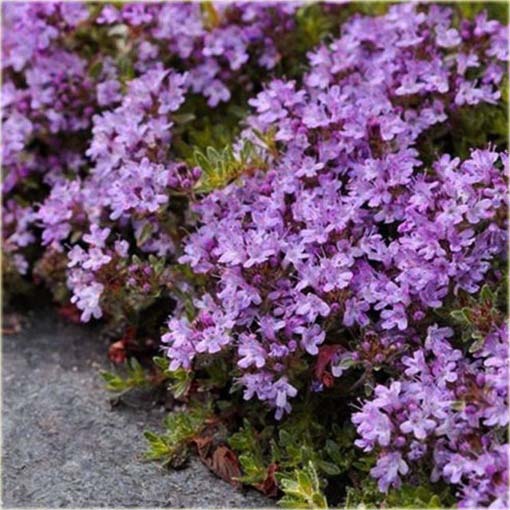 Skalna rzeżucha macierzanka zwisająca fioletowa Thymus ROCK CRESS violet