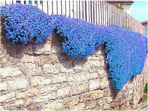 Skalna rzeżucha macierzanka zwisająca niebieska Thymus ROCK CRESS blue