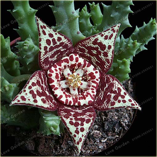 Stapelia pulchella kaktus