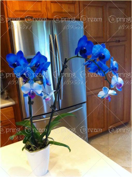 Storczyk, orchidea niebieska bardzo rzadka