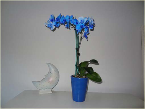 Storczyk, orchidea niebieska bardzo rzadka