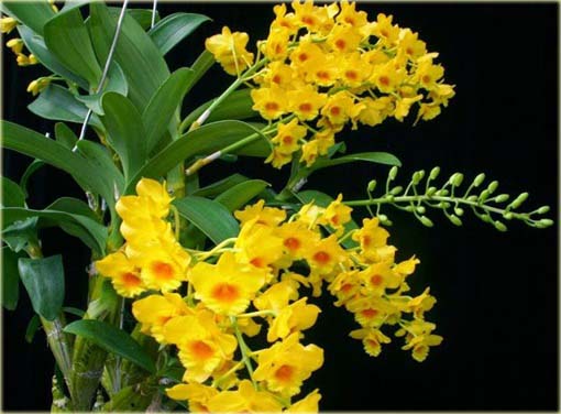 Storczyk zwisający żółty, orchidea zwisła
