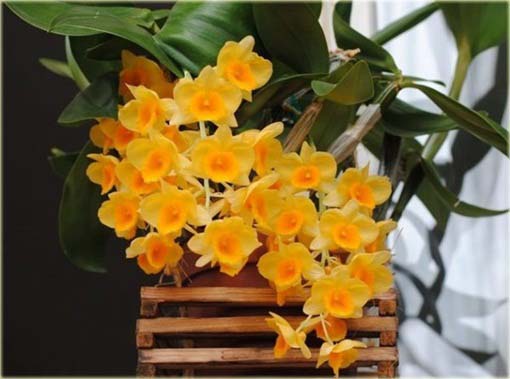 Storczyk zwisający żółty, orchidea zwisła