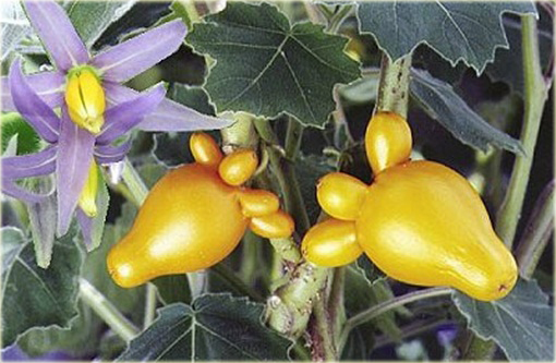 Sutek owocowy Solanum mammosum jabłko Sodomy ozdobny