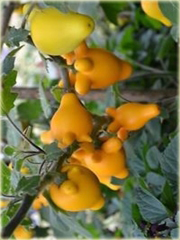 Sutek owocowy Solanum mammosum jabłko Sodomy ozdobny