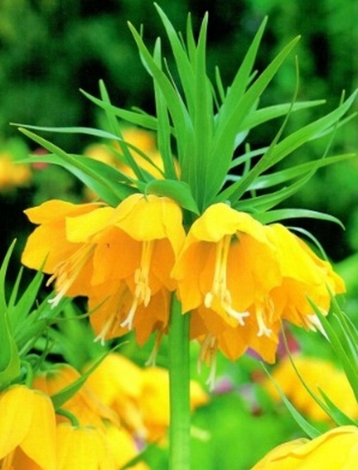 Szachownica cesarska żółta Fritillaria imperialis, cesarska korona