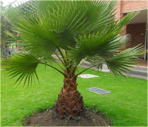 Szorstkowiec Fortunego piękna palma