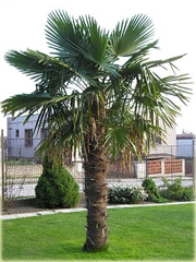 Szorstkowiec Fortunego piękna palma
