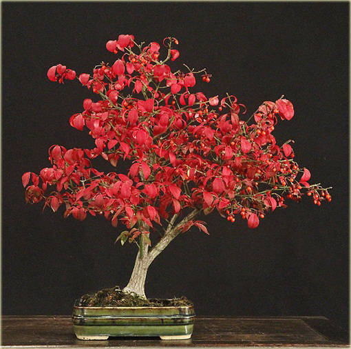 Trzmielina oskrzydlona bonsai